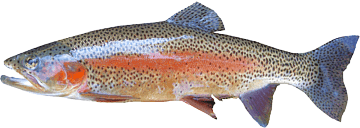 Whole Rainbow Trout (Frozen)