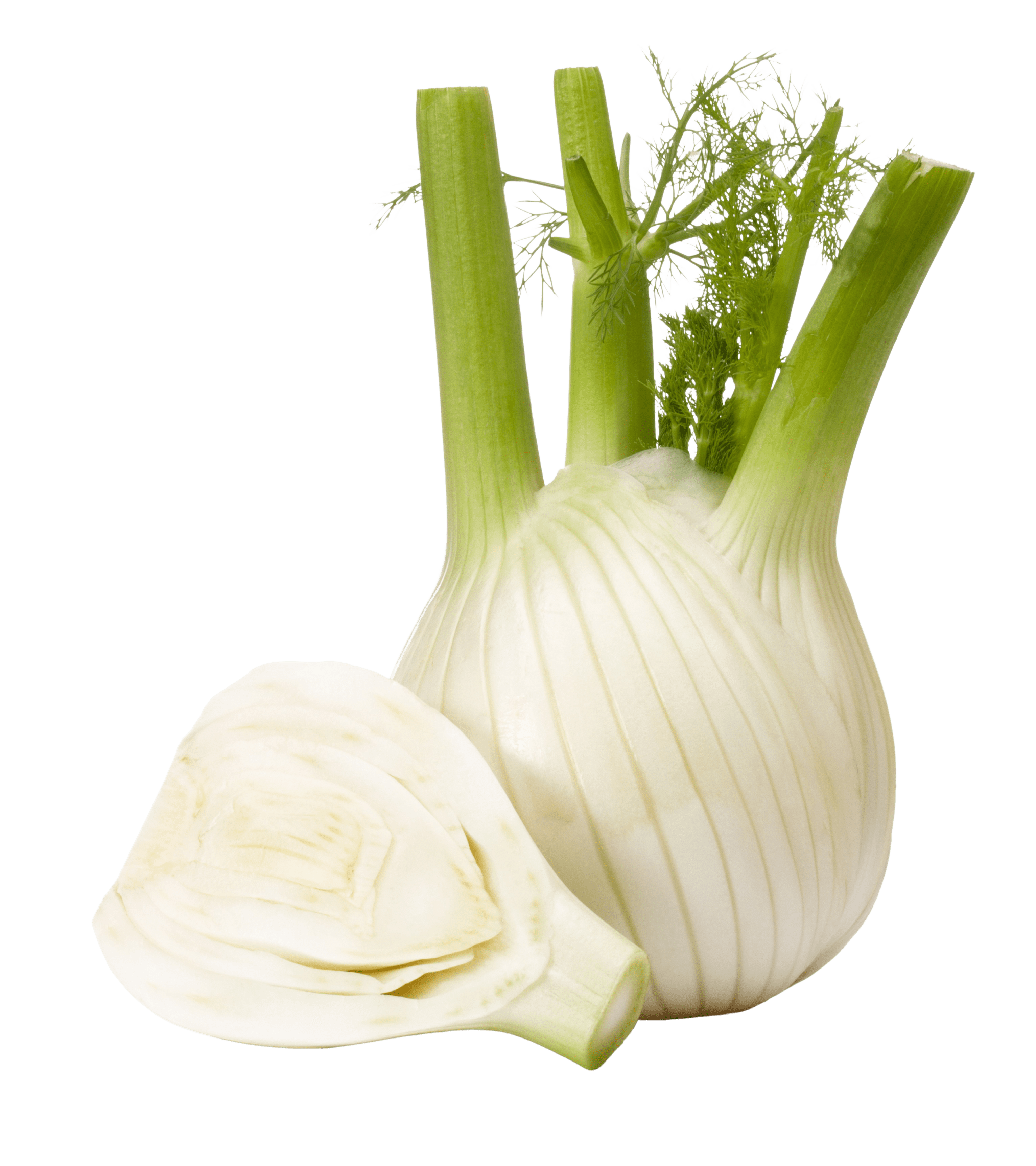 Italian Fennel